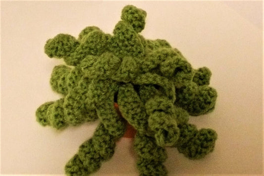 Plush Potted Crawler Vine (Trachyandra)