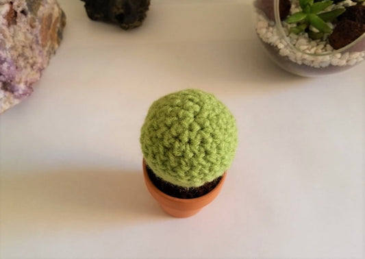 Potted Barrel Cactus