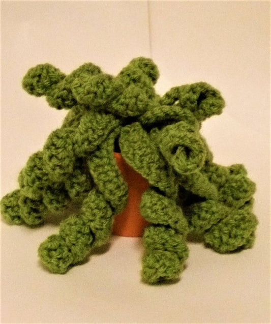 Plush Potted Crawler Vine (Trachyandra)