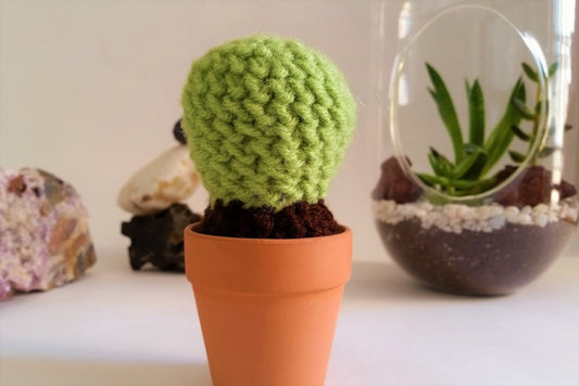 Potted Barrel Cactus