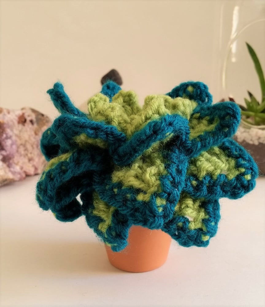 Plush Potted Echeveria Elegan
