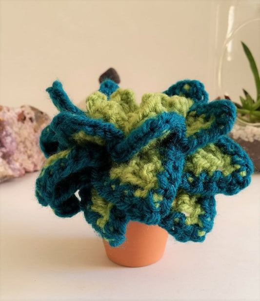 Plush Potted Echeveria Elegan