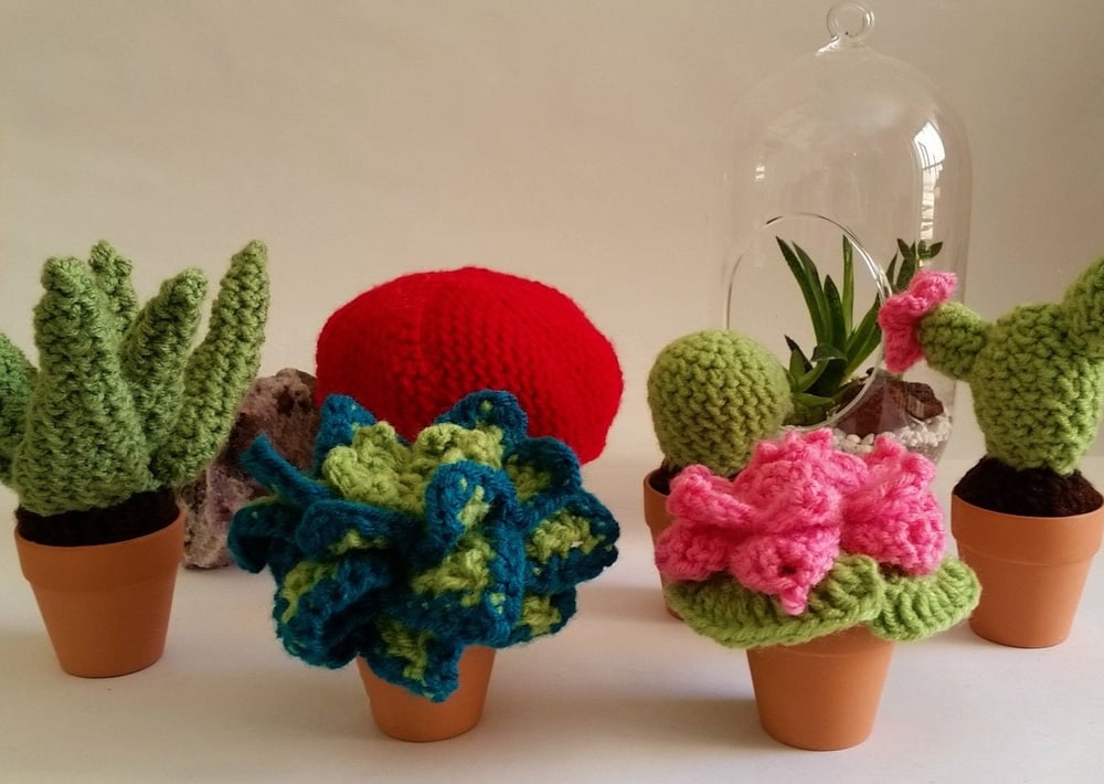 Plush Potted Echeveria Elegan